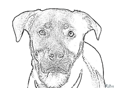 rottweiler Coloring Pages To Print